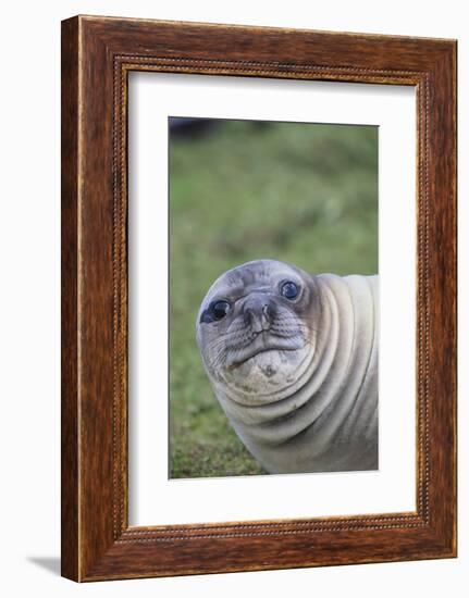 Southern Elephant Seal-DLILLC-Framed Photographic Print