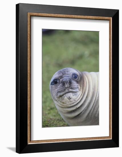 Southern Elephant Seal-DLILLC-Framed Photographic Print