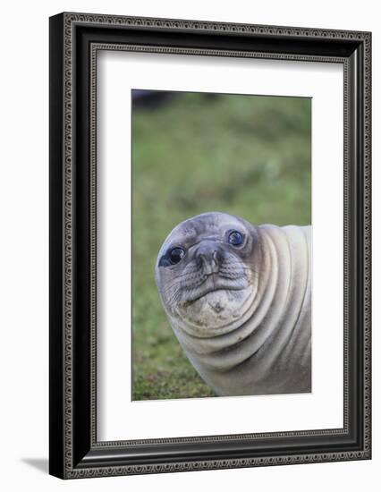 Southern Elephant Seal-DLILLC-Framed Photographic Print