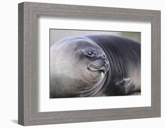 Southern Elephant Seal-DLILLC-Framed Photographic Print