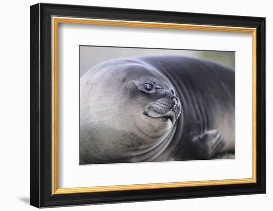 Southern Elephant Seal-DLILLC-Framed Photographic Print