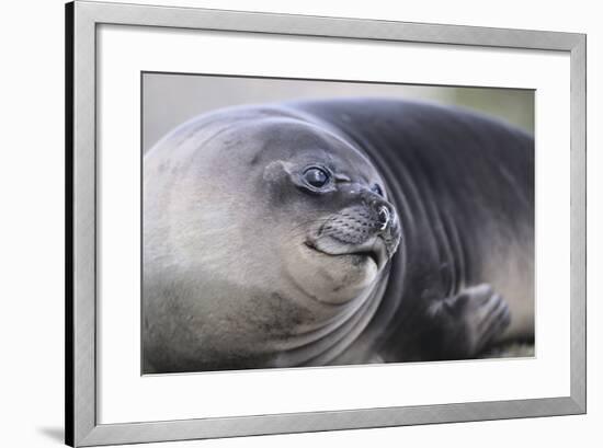 Southern Elephant Seal-DLILLC-Framed Photographic Print