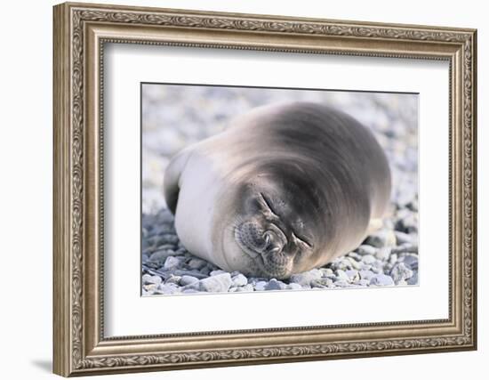 Southern Elephant Seal-DLILLC-Framed Photographic Print