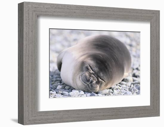 Southern Elephant Seal-DLILLC-Framed Photographic Print