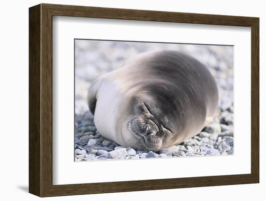 Southern Elephant Seal-DLILLC-Framed Photographic Print