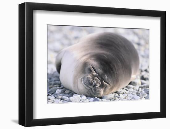 Southern Elephant Seal-DLILLC-Framed Photographic Print