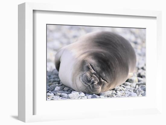 Southern Elephant Seal-DLILLC-Framed Photographic Print