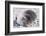 Southern Elephant Seal-DLILLC-Framed Photographic Print