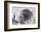 Southern Elephant Seal-DLILLC-Framed Photographic Print