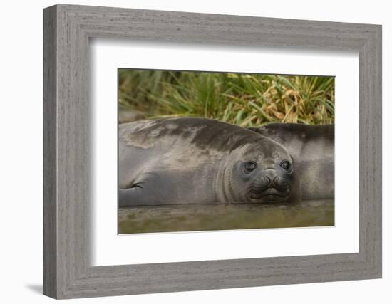 Southern Elephant Seal-Joe McDonald-Framed Photographic Print