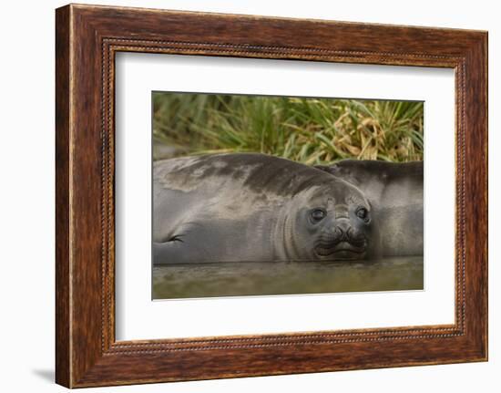 Southern Elephant Seal-Joe McDonald-Framed Photographic Print