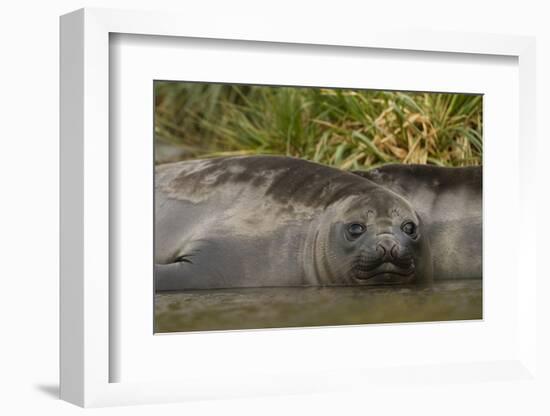 Southern Elephant Seal-Joe McDonald-Framed Photographic Print