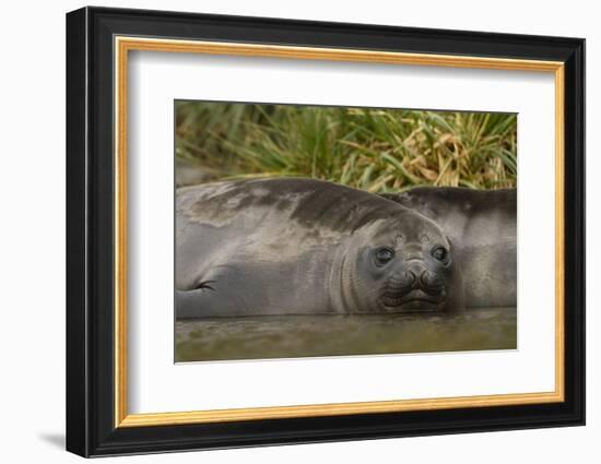 Southern Elephant Seal-Joe McDonald-Framed Photographic Print