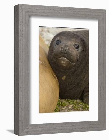 Southern Elephant Seal-Joe McDonald-Framed Photographic Print