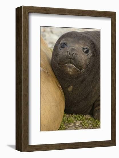 Southern Elephant Seal-Joe McDonald-Framed Photographic Print