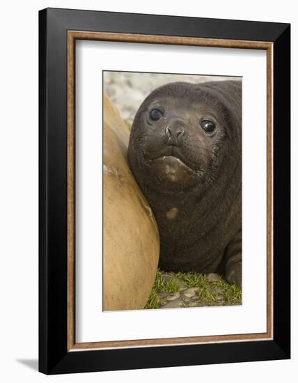 Southern Elephant Seal-Joe McDonald-Framed Photographic Print