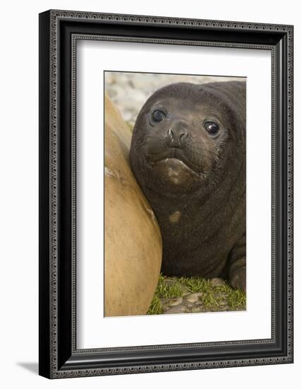 Southern Elephant Seal-Joe McDonald-Framed Photographic Print