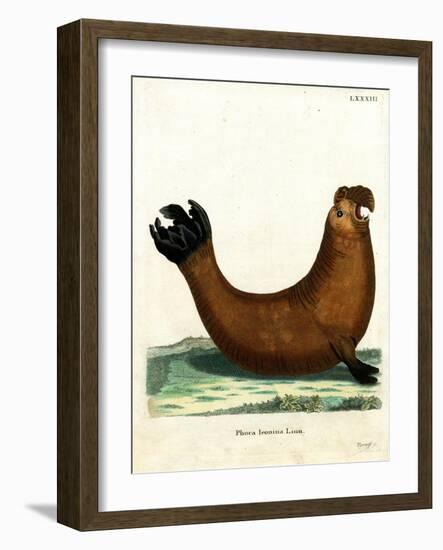 Southern Elephant Seal-null-Framed Giclee Print