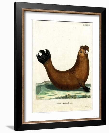 Southern Elephant Seal-null-Framed Giclee Print