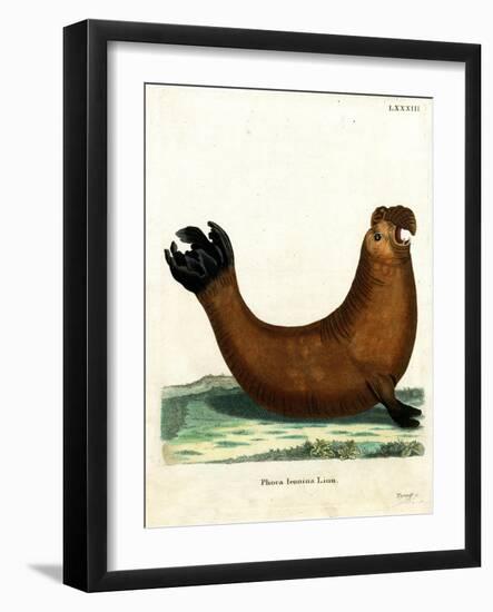 Southern Elephant Seal-null-Framed Giclee Print