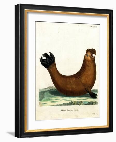 Southern Elephant Seal-null-Framed Giclee Print