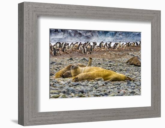 Southern elephant seals and Gentoo Penguin rookery, Yankee Harbor, Greenwich Island, Antarctica.-William Perry-Framed Photographic Print