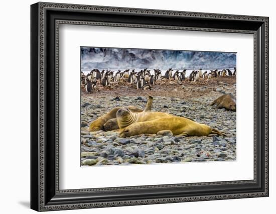 Southern elephant seals and Gentoo Penguin rookery, Yankee Harbor, Greenwich Island, Antarctica.-William Perry-Framed Photographic Print