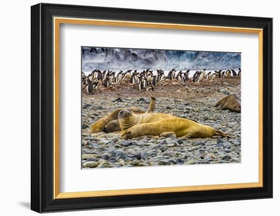 Southern elephant seals and Gentoo Penguin rookery, Yankee Harbor, Greenwich Island, Antarctica.-William Perry-Framed Photographic Print