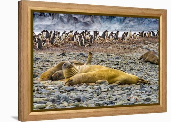 Southern elephant seals and Gentoo Penguin rookery, Yankee Harbor, Greenwich Island, Antarctica.-William Perry-Framed Premier Image Canvas