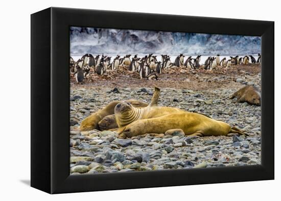 Southern elephant seals and Gentoo Penguin rookery, Yankee Harbor, Greenwich Island, Antarctica.-William Perry-Framed Premier Image Canvas