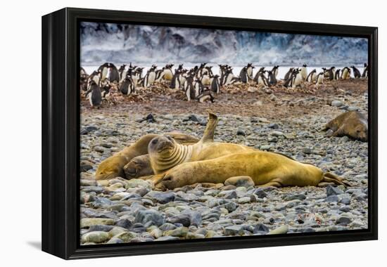 Southern elephant seals and Gentoo Penguin rookery, Yankee Harbor, Greenwich Island, Antarctica.-William Perry-Framed Premier Image Canvas