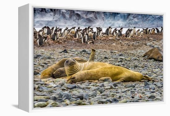 Southern elephant seals and Gentoo Penguin rookery, Yankee Harbor, Greenwich Island, Antarctica.-William Perry-Framed Premier Image Canvas