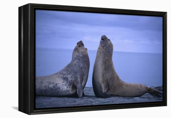 Southern Elephant Seals Fighting-DLILLC-Framed Premier Image Canvas