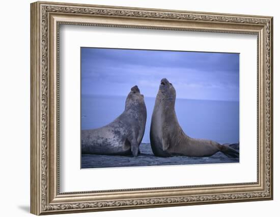 Southern Elephant Seals Fighting-DLILLC-Framed Photographic Print