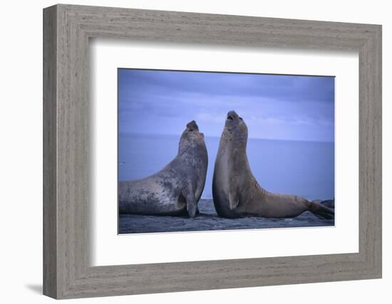 Southern Elephant Seals Fighting-DLILLC-Framed Photographic Print