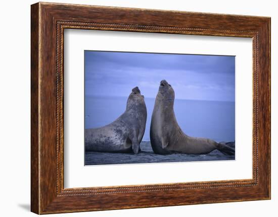 Southern Elephant Seals Fighting-DLILLC-Framed Photographic Print