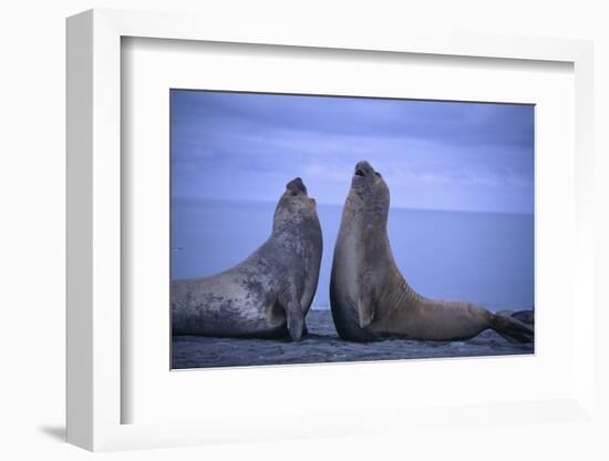 Southern Elephant Seals Fighting-DLILLC-Framed Photographic Print