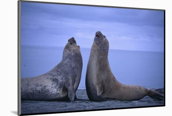 Southern Elephant Seals Fighting-DLILLC-Mounted Photographic Print