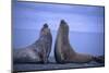 Southern Elephant Seals Fighting-DLILLC-Mounted Photographic Print