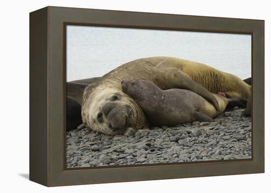 Southern Elephant Seals Mating-Joe McDonald-Framed Premier Image Canvas