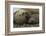 Southern Elephant Seals Mating-Joe McDonald-Framed Photographic Print