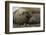 Southern Elephant Seals Mating-Joe McDonald-Framed Photographic Print