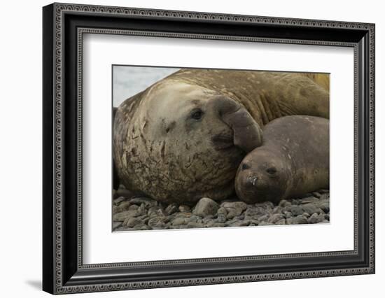 Southern Elephant Seals Mating-Joe McDonald-Framed Photographic Print