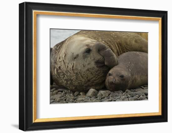 Southern Elephant Seals Mating-Joe McDonald-Framed Photographic Print