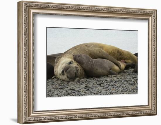 Southern Elephant Seals Mating-Joe McDonald-Framed Photographic Print