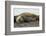 Southern Elephant Seals Mating-Joe McDonald-Framed Photographic Print