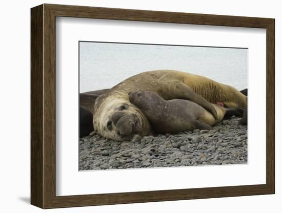 Southern Elephant Seals Mating-Joe McDonald-Framed Photographic Print