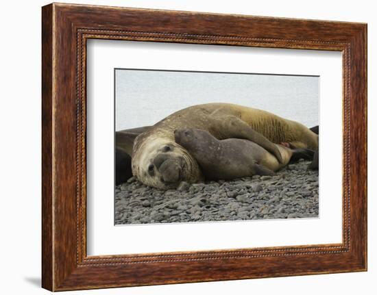 Southern Elephant Seals Mating-Joe McDonald-Framed Photographic Print