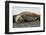 Southern Elephant Seals Mating-Joe McDonald-Framed Photographic Print