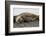 Southern Elephant Seals Mating-Joe McDonald-Framed Photographic Print